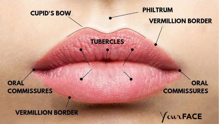 YourFACE Clinics - anatomie van de lippen
